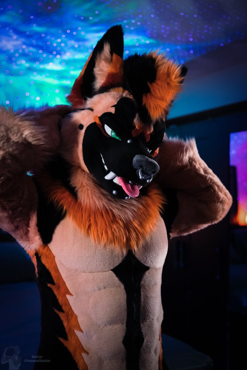 Ryker (GOH ACFI25) (@rykertheshep) on Twitter photo It's #FursuitFriday and this Shep wants to cuddle YOU!
Come give him a biiiig hug. π
π·: <a href="/PoisonedShutter/">Shutter</a> 
π§΅: <a href="/kigurumikagetsu/">γγγγΏθ±ζ/Kigurumi Kagetsu</a> It's #FursuitFriday and this Shep wants to cuddle YOU!
Come give him a biiiig hug. π
π·: <a href="/PoisonedShutter/">Shutter</a> 
π§΅: <a href="/kigurumikagetsu/">γγγγΏθ±ζ/Kigurumi Kagetsu</a>