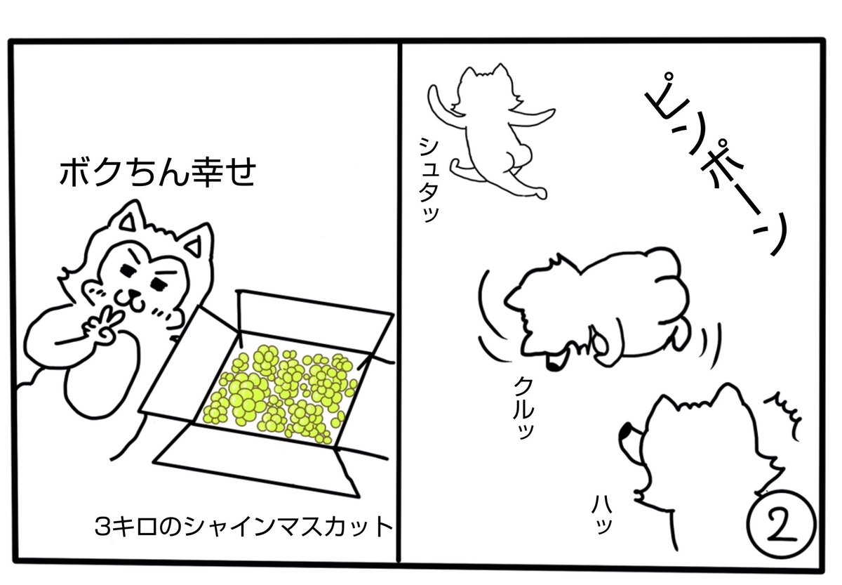 wankoroface's tweet photo. 【爆買い＆爆食い】

秋の訪れを
旦那のぶどうによって
感じました🍇🍂

#漫画が読めるハッシュタグ 
#コミックエッセイ #秋
#シャインマスカット https://t.co/3AGqkr6JyV