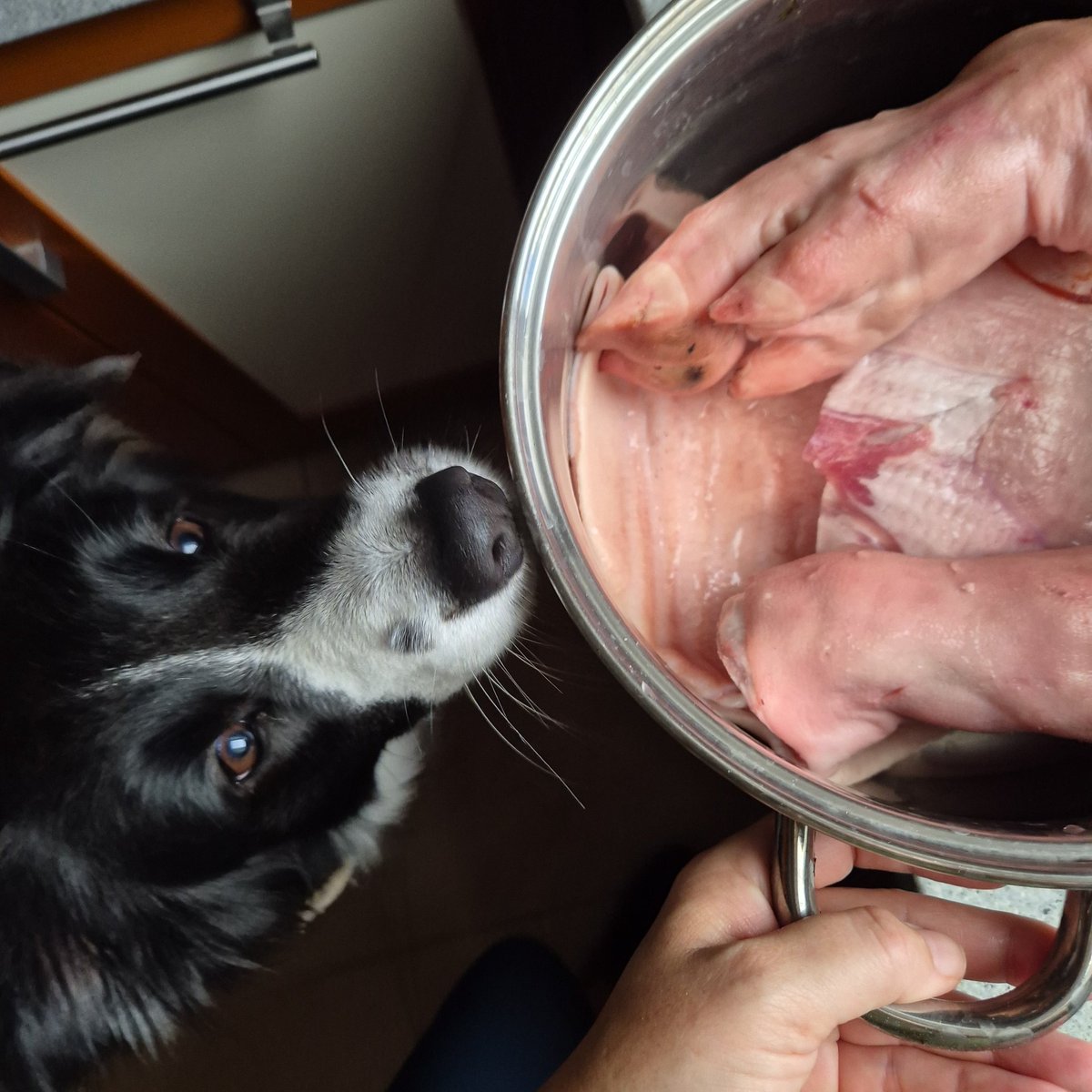 🐶 Mameku, fo to tady...ty maf vuty boty?
👩🏻‍🦳 Ty ses drza svina mala! Já se ti tu seru s dortem...
🐶 Dovtem? Ajvinku bude mit dovtem? 
👩🏻‍🦳 Nooo...
🐶 A movh by ten dovtem byt nefo jinyho nef vyfvanej? Já nejfu Minifek...

🙈🤣❤️