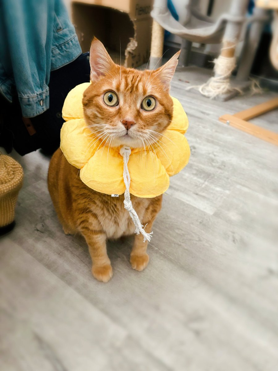 Ça fait des mois et des mois que Gaston a une plaie qui ne cicatrise pas, parce qu’il n’arrête pas de se lécher. Cette semaine (étant au travail tout le temps), il s’est léché jusqu’au sang. J’ai donc acheté ça pour éviter qu’il continue de trop…