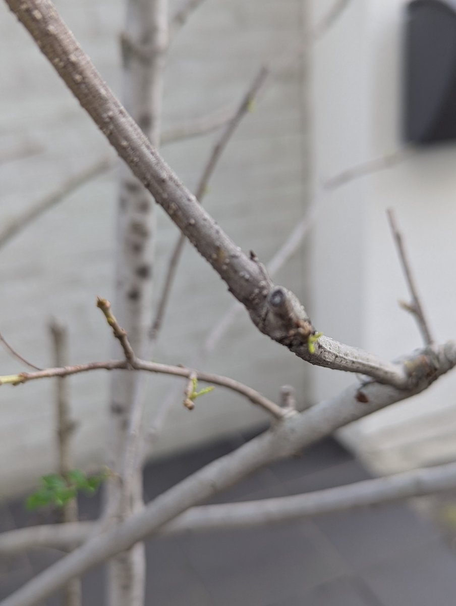 #ホール #猛暑 #鉢植え #枯れた
んん？！回復の兆し？？
コダマが一ぴきだけ戻ってきたかも？