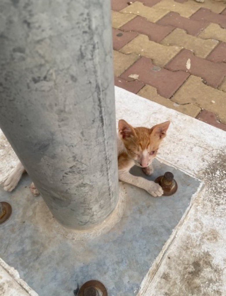عاجل من جدة 🔴🔴

كيتنز ما يشوفوا يحتاجوا انقاذ
بجامع الامير محمد بن عبدالعزيز -جدة
الموقع 

maps.app.goo.gl/AYHbWmu8U7KTm1…