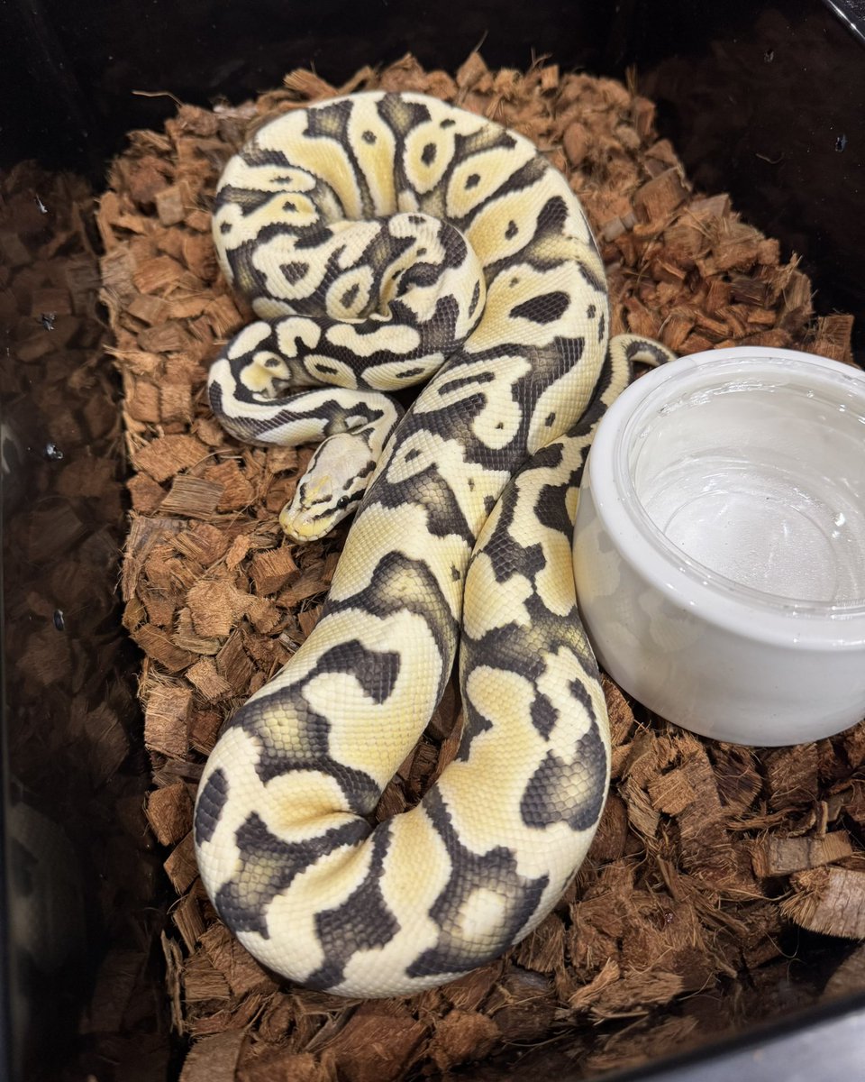 SideB_HINA's tweet image. 1年間拒食したボールパイソン🐍
詳しくはInstagramにて🐭🌴↓
instagram.com/p/DOOGRaJkvz3/…

#ballpython #蛇 #爬虫類