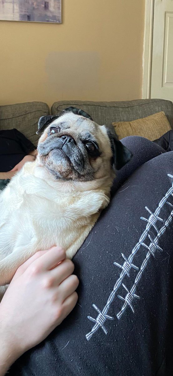 PugBrigadier's tweet photo. This is our last foster Mabel. It’s a year today she got her wonderful new family. Happy Gotcha day Mabel you sure landed on your paws with a wonderful family who spoil you rotten #pugs #puglife #brigsyboy #pdwra #AdoptDontShop https://t.co/PBfrEpdOw8