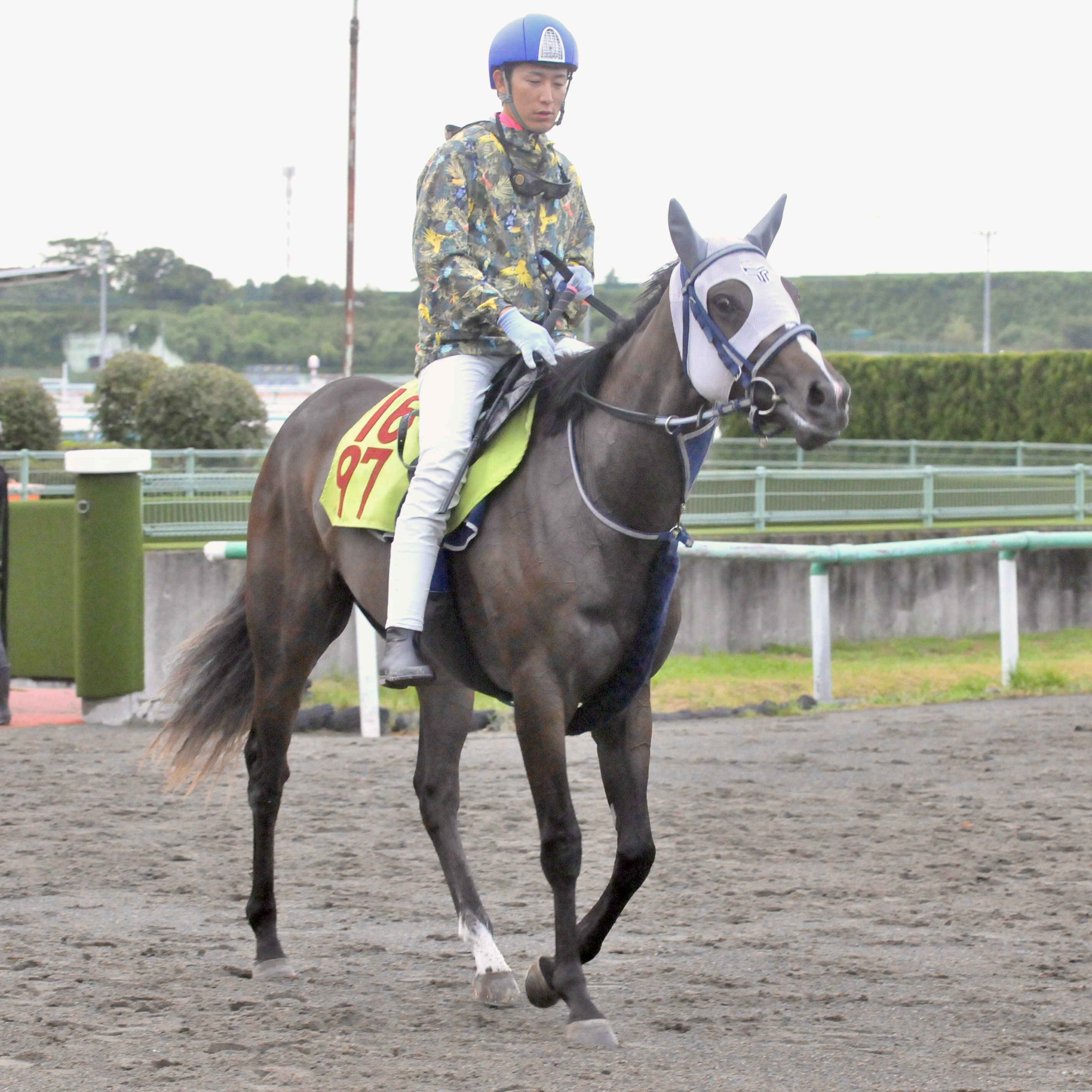 【専用】ソダシ3頭 よっち (@yocchi2200) / X