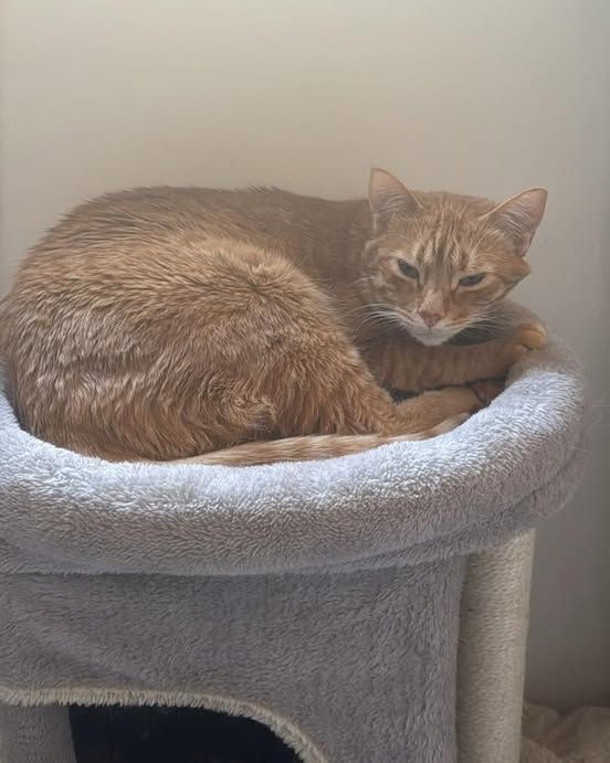 Machu está todavía dormidillo y es que esto de madrugar…no va con el,bueno…ni con los michis
Les encanta acostarse tarde y por lo tanto levantarse tarde,para luego después de un rato,volverse a dormir 😬
Si quieres saber más sobre este precioso dormilón escríbenos!