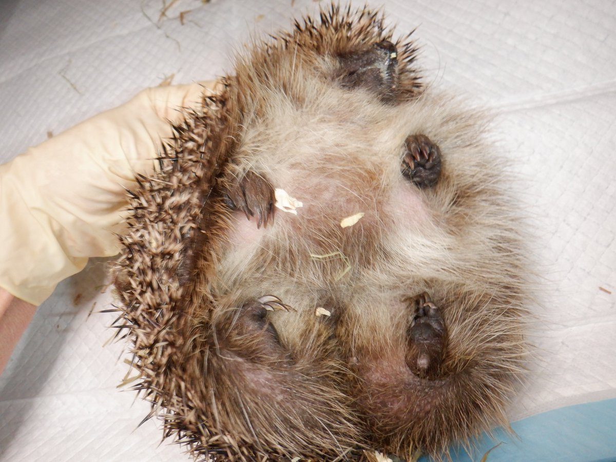 Hedgehog Cabin tweet media
