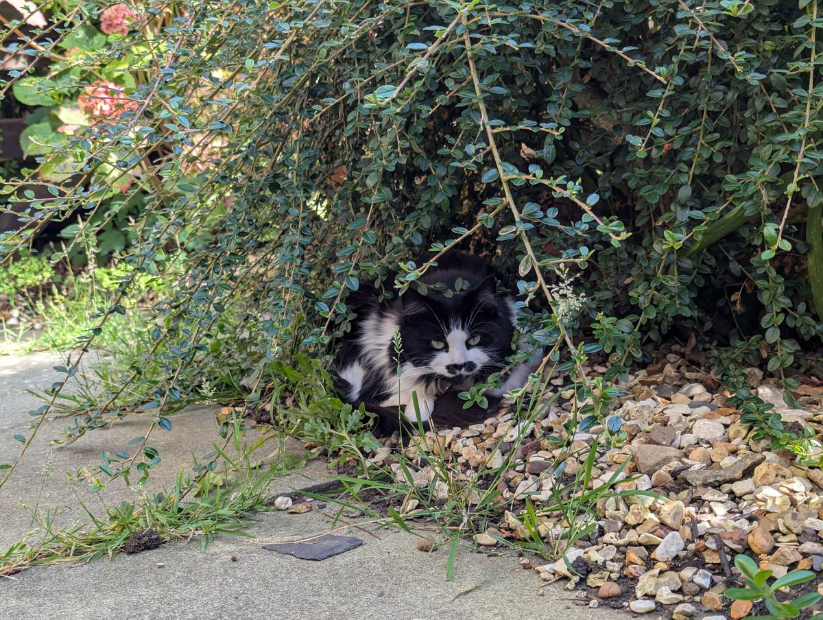 moley75's tweet photo. Not that happy at being spotted under the #cotoneaster #trudykockenlocker #blackandwhitecat https://t.co/bBNcx9ewey