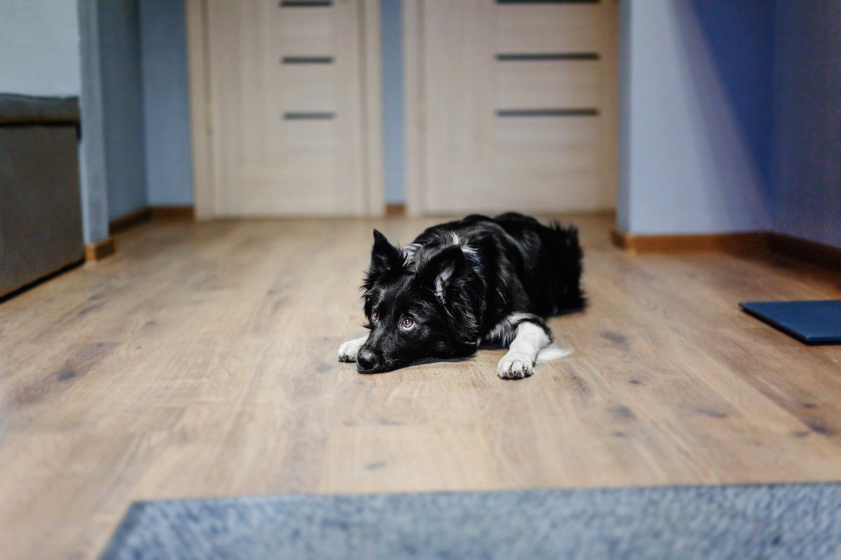 Tyann_Flooring's tweet image. At Tyann Flooring, our pet-friendly options are scratch-resistant, easy to clean, and built to handle all the zoomies, naps, and little accidents life brings. Because a happy home starts with floors everyone loves—paws included. 🐶🐱 tyannflooring.com/category/all-p…

#PetsFriendly #floors
