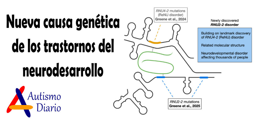 Nueva causa genética de los trastornos del neurodesarrollo Un estudio realizado por investigadores de la Escuela de Medicina Icahn del Monte Sinaí y sus colaboradores en Reino Unido, Bélgica, España, Países Bajos e Islandia, han descubierto una nueva autismodiario.com/2025/04/23/nue…