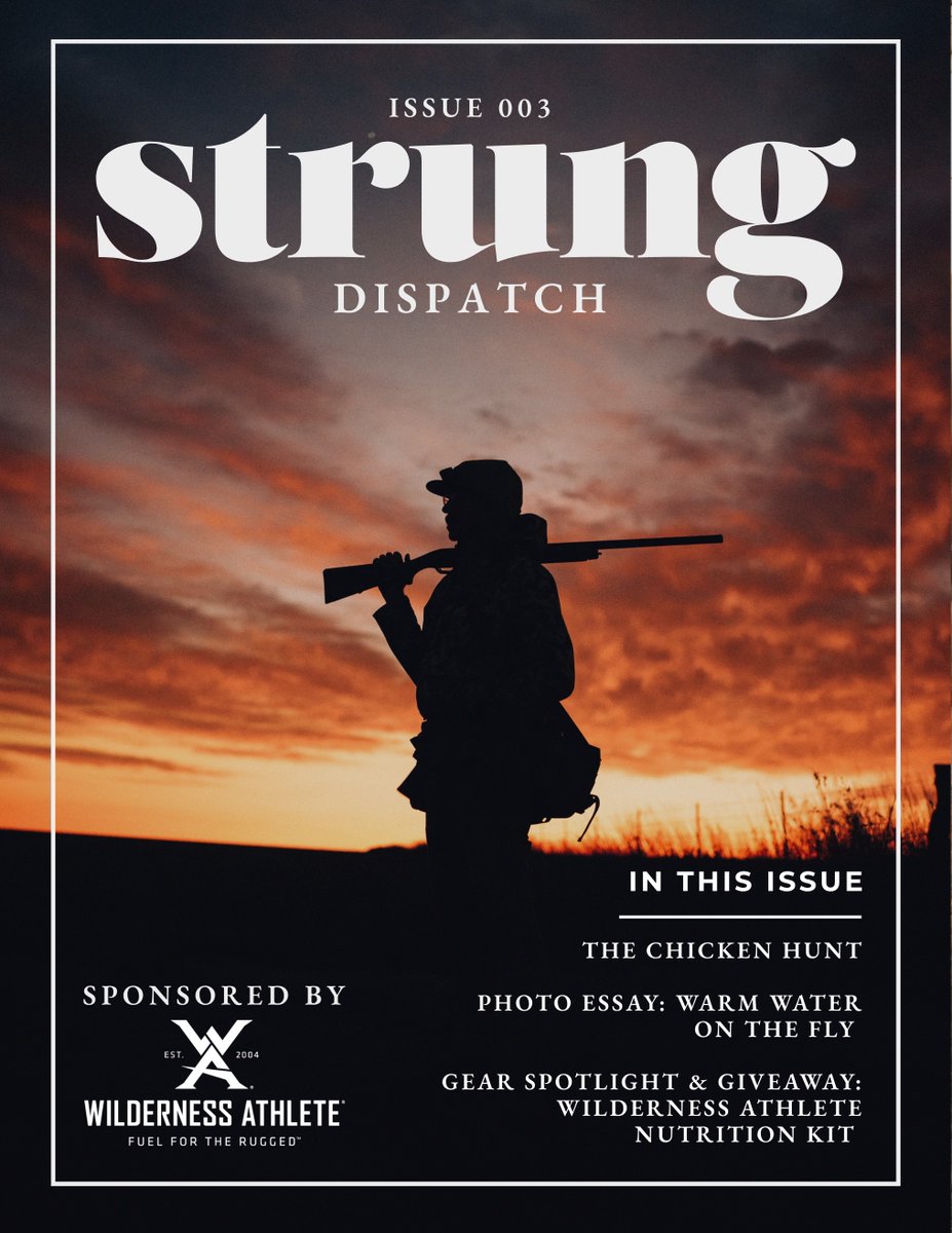 strungdispatch's tweet image. Strung Dispatch Issue 003. 9/15/2025.

A prairie chicken hunt to remember, a photo essay on warm water fly fishing, a @WildAthlete giveaway.

Good stories, captivating photos, tradition, conservation. All free. Subscribe today, strungmag.com

#uplandhunting #flyfishing