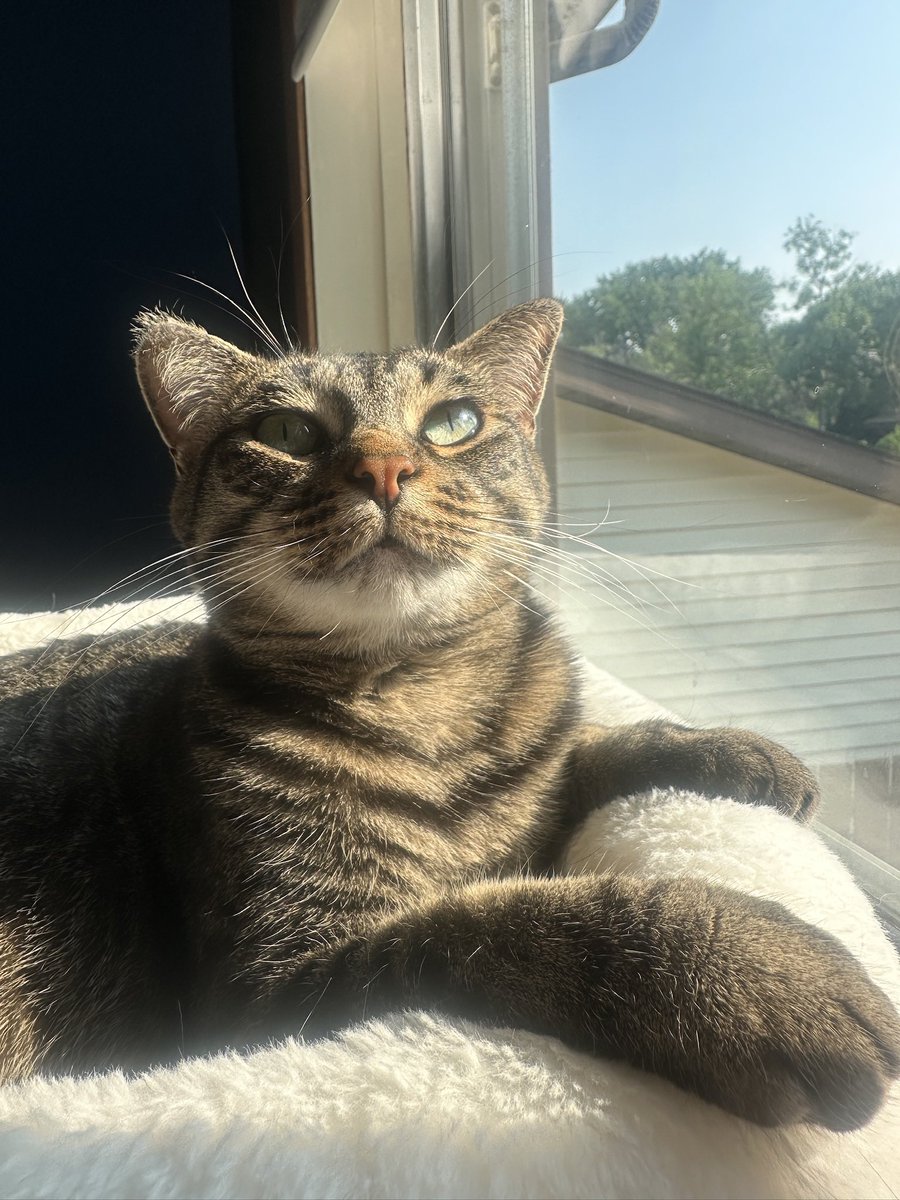 JaclynSTW's tweet photo. @PepitoTheCat Happy Birthday from my Philomena sweet Pepito 🤍🐱🥳 https://t.co/OdiXfUsjzr