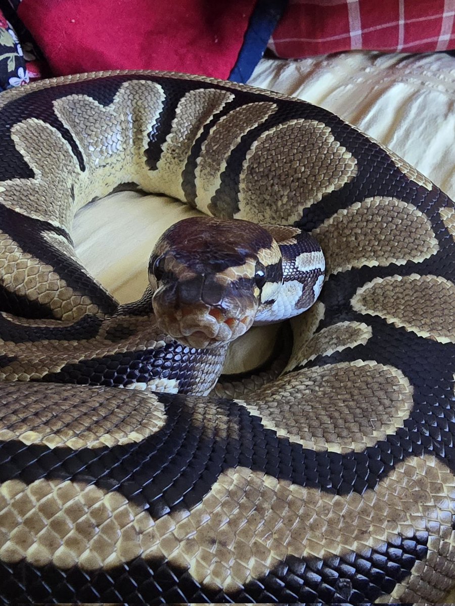 SerpentEmpress_'s tweet image. My beautiful boy Harley 💚🐍 #ballpython #royalpython #snake