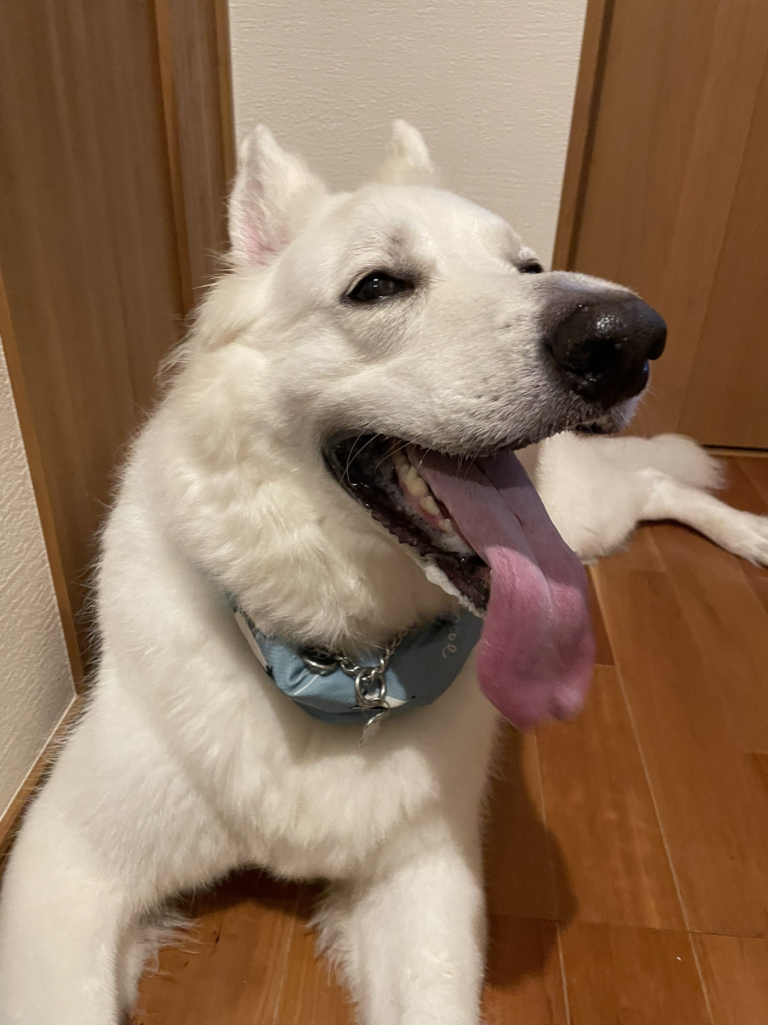 しろい犬 ⭐️White Angel Kennel⭐️ | 初めての一眼レフでの撮影に挑戦