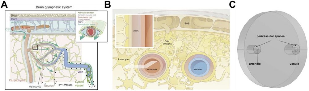 Computational Fluid Dynamic Model Prediction of Enhanced Glymphatic Clearance in Response to Focused Ultrasound‐Mediated Blood‐Brain Barrier Opening  advanced.onlinelibrary.wiley.com/doi/10.1002/ad…