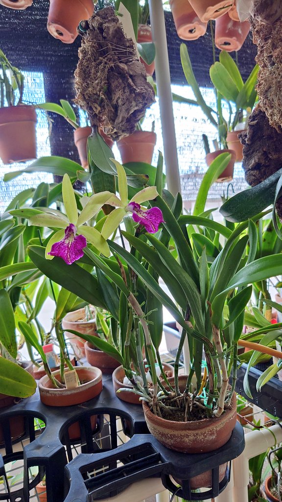 Blc. Mem. Vida Lee 'Limelight' 

猛暑の中
咲いていた

暑さのせいか
何もする気がおきない
無気力…
暑さのせいか?

夜の独り言🌃

うまく生きることが
できない人にだけ
見える景色があると思う

でもその景色が
美しいものだとは限らない…

私には
今日の月は
美しく感じる