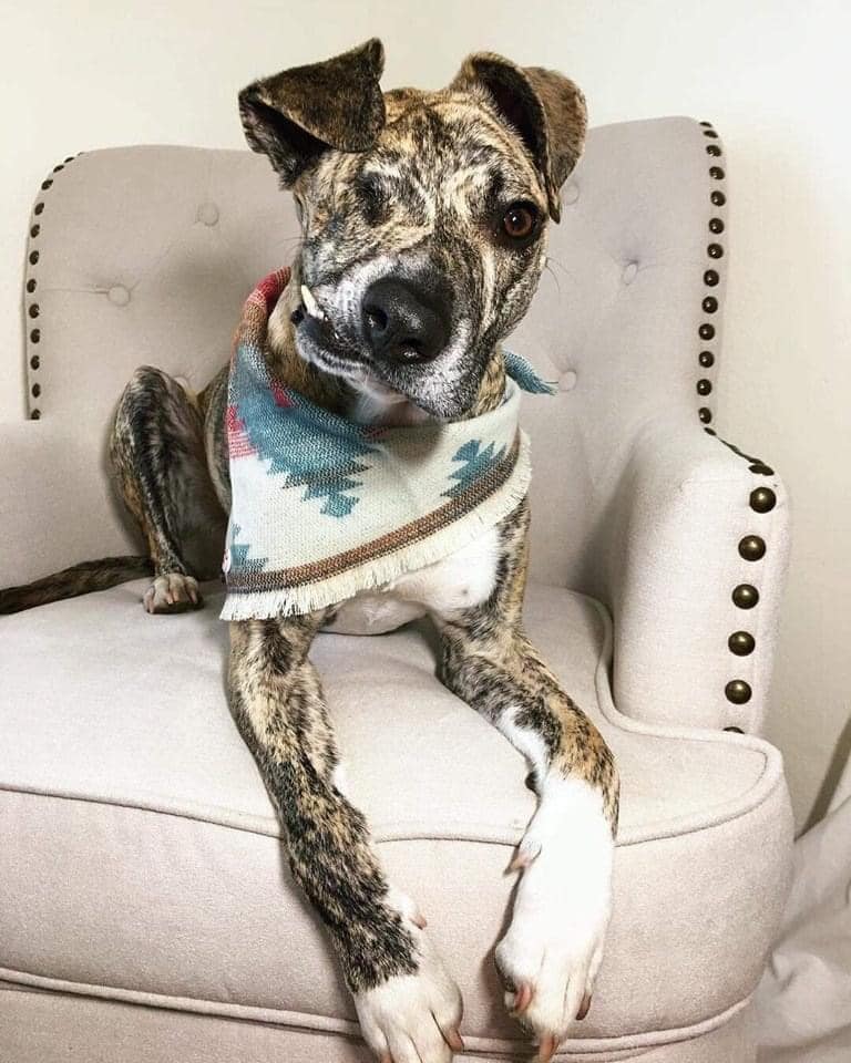 Beyond The Leash tweet media