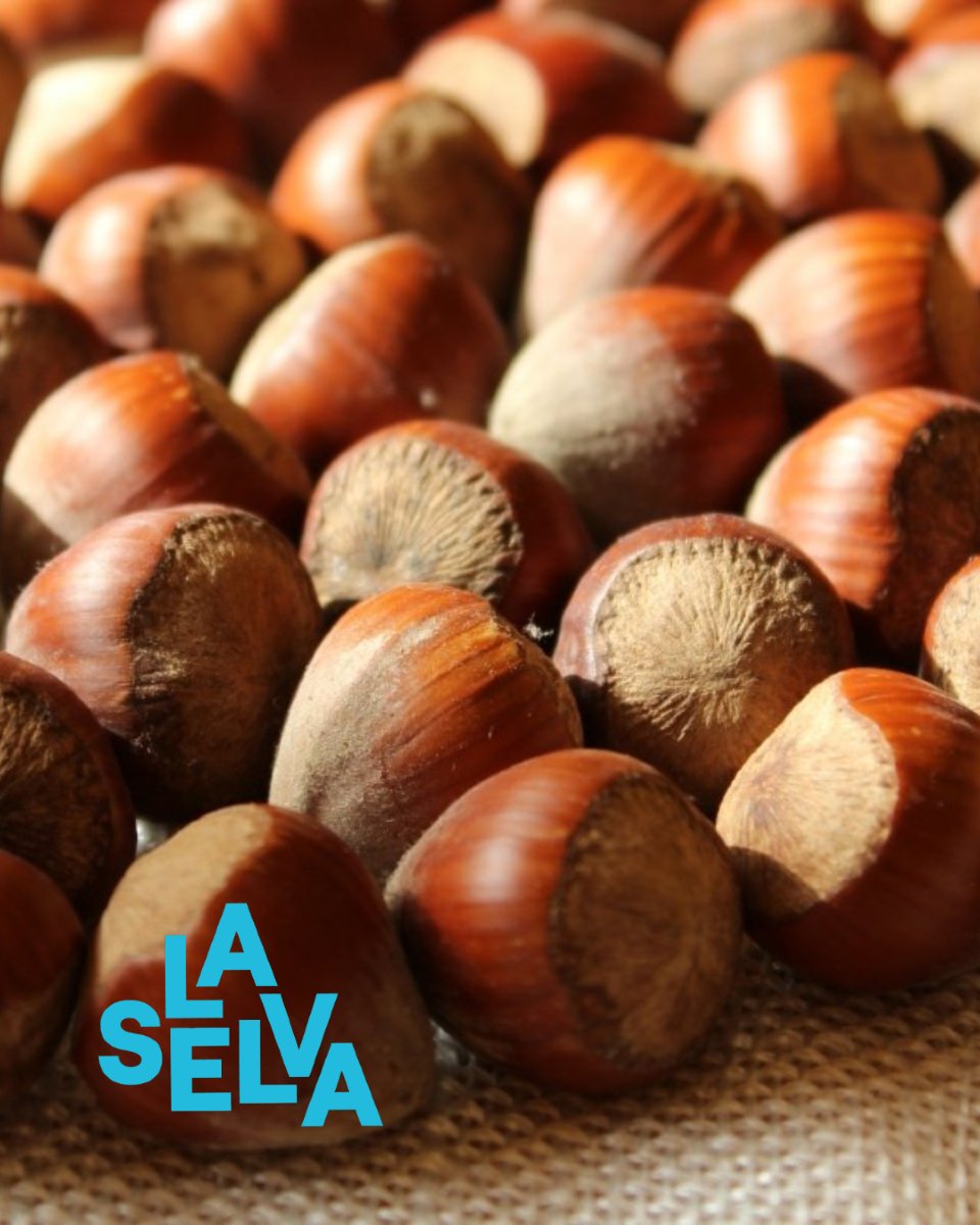 🌰 Petita, saborosa i fruit del territori: l’avellana de Brunyola és un tresor gastronòmic que es cultiva entre els camps del municipi.

Descobreix-ne l’origen! 😃

laselvaturisme.com/actgastronomiq…

#LaSelvaTurisme