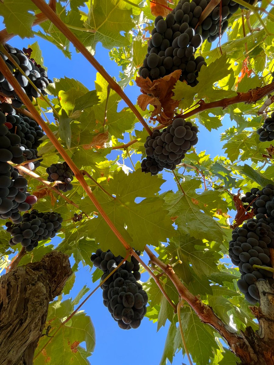 ¿Alguna vez habías visto una cepa desde dentro? Estos son los tesoros que guarda en su interior... Nuestra preciada Tinta de Toro. #DOToro 🥰🍇🍇