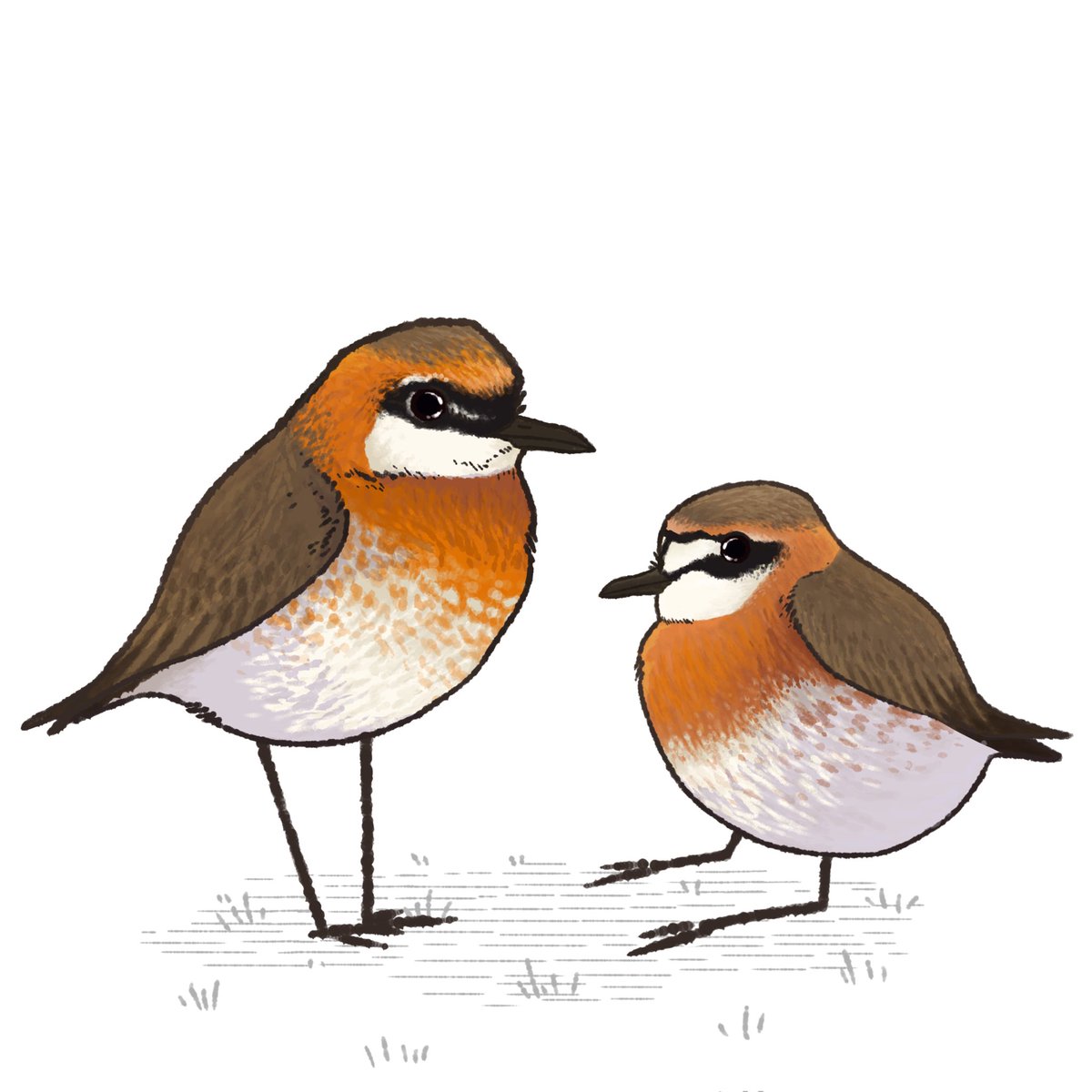 firdAssoy's tweet photo. New birbds #bird #artwork #art https://t.co/4LOeXOvOpj