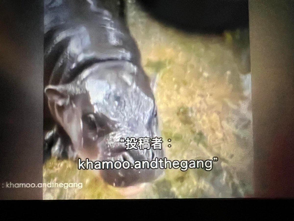 and_khamoo's tweet image. สายการบินญี่ปุ่นมีสารคดีหมูเด้งให้ดู🦛
ใครอยากดูให้บินไปญี่ปุ่น 🤣
#hippo #PygmyHippo #ขาหมูแอนด์เดอะแก๊ง #หมูเด้งจะเด้งกี่โมง #Moodeng #พี่ขาหมู #สวนสัตว์แปลกเขาเขียว