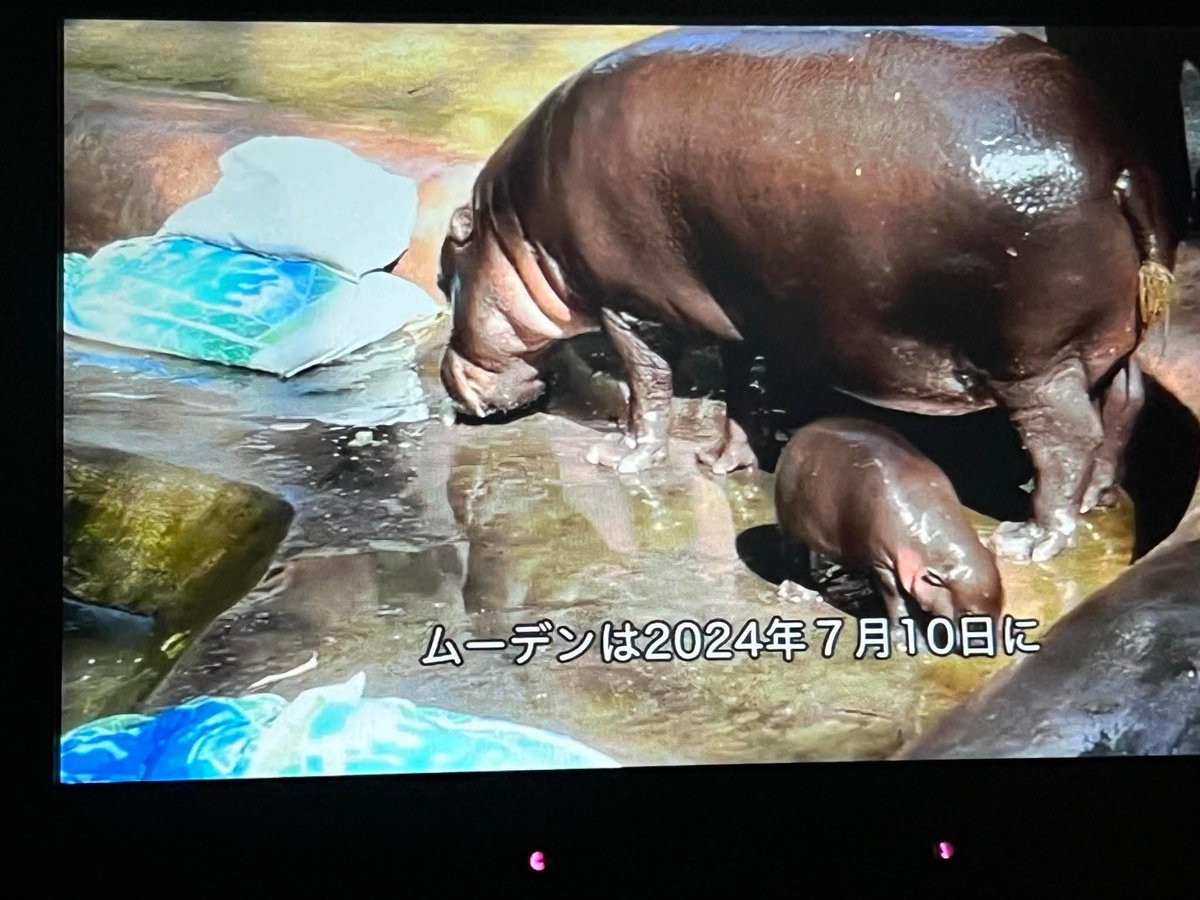 and_khamoo's tweet image. สายการบินญี่ปุ่นมีสารคดีหมูเด้งให้ดู🦛
ใครอยากดูให้บินไปญี่ปุ่น 🤣
#hippo #PygmyHippo #ขาหมูแอนด์เดอะแก๊ง #หมูเด้งจะเด้งกี่โมง #Moodeng #พี่ขาหมู #สวนสัตว์แปลกเขาเขียว