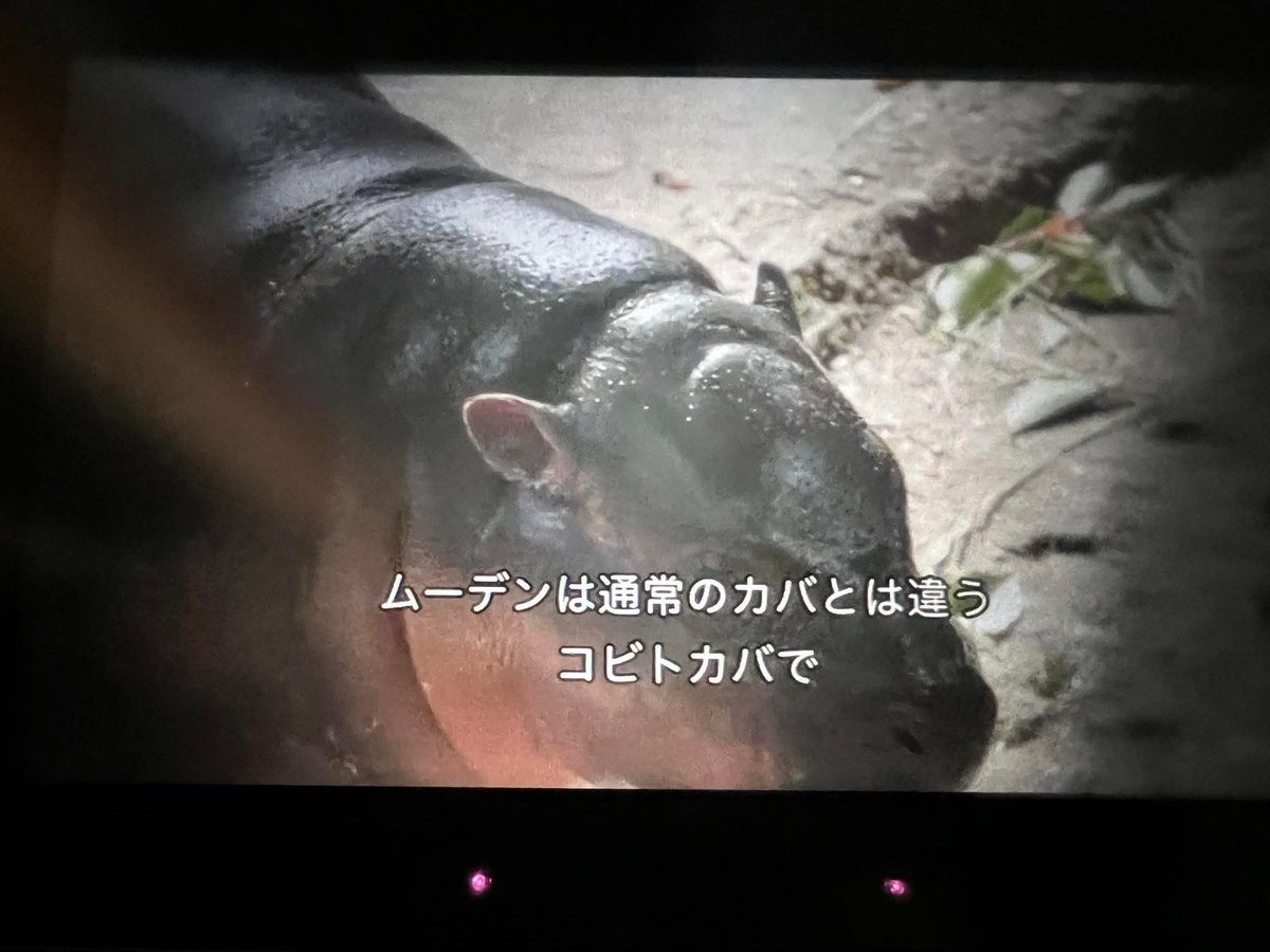 and_khamoo's tweet image. สายการบินญี่ปุ่นมีสารคดีหมูเด้งให้ดู🦛
ใครอยากดูให้บินไปญี่ปุ่น 🤣
#hippo #PygmyHippo #ขาหมูแอนด์เดอะแก๊ง #หมูเด้งจะเด้งกี่โมง #Moodeng #พี่ขาหมู #สวนสัตว์แปลกเขาเขียว