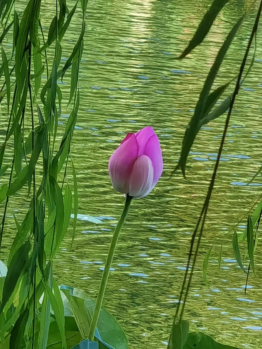 上联：因荷而醉
下联你怎么对？