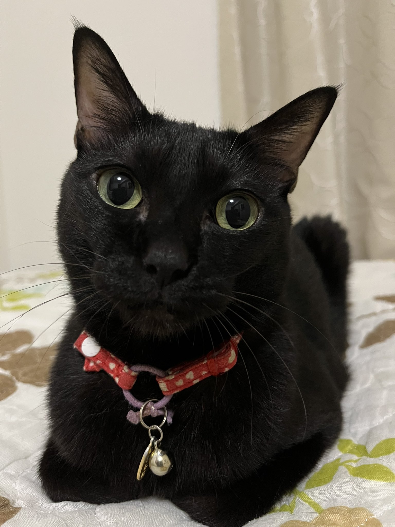 スロ　デリ　黒猫大好き おはようございます。 #猫 #黒猫 #黒猫の可愛さ伝え隊 #黒猫好き