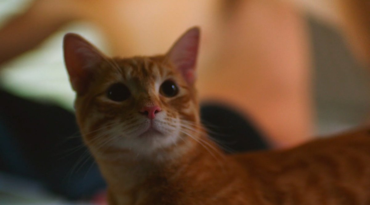 This week: BIRDS a film by KATHERINE PROPPER. 2021. 14 min.

A rising American filmmaker looks at the lives of Texan teens in this sweet and short mosaic about summertime bliss.

For one week on lecinemaclub.com.