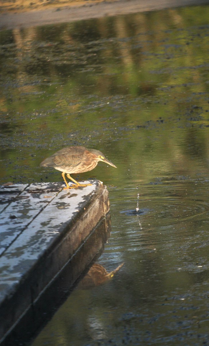 Green Heron tries a little catch and release on Sturgeon Lake. <a href="/KawarthaConserv/">KawarthaConservation</a> <a href="/UTMBiology/">UTM Biology</a>