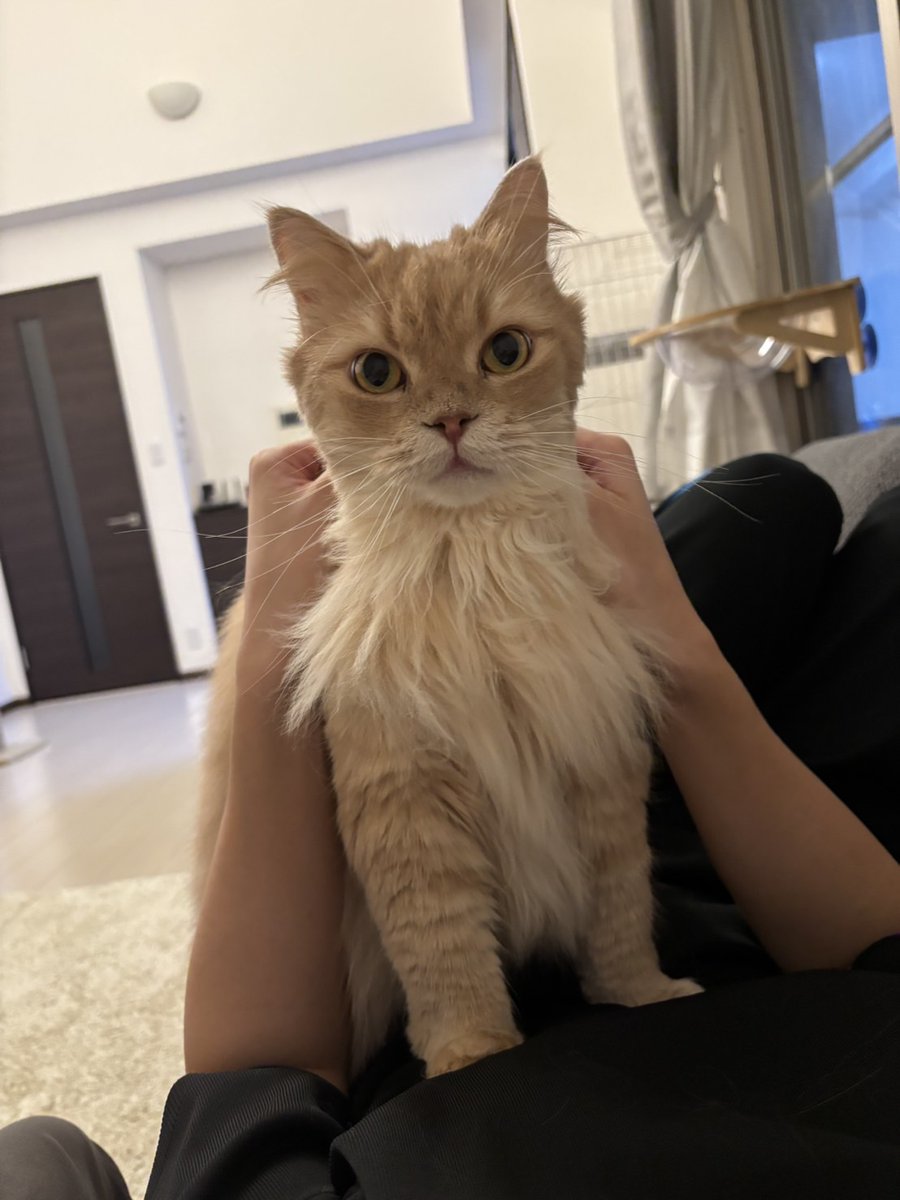 これは遊ばれてるネコ