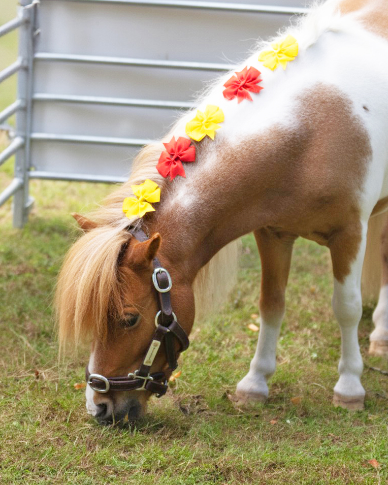 This summer, our ground staff and crew had a visit from the Keysoe cuddle therapy ponies.

Thank you to the Keysoe team, and the very cute therapy ponies! 💛🐴