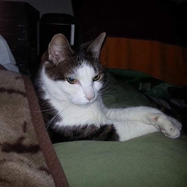 CatCheezeburger's tweet photo. Hey Pals...we had issues posting the other day...but we're honoring my Force Brother 🌈Tony Cat🌈 on his Adoption Day ~ September 3, 2008.
We love and miss you #TonyCat!
Luv, #JediMushroomSkywalker!
❤️🛸🍄💫❤️
#catoftheday
#StarWars
#MayTheForceBeWithYou
#MayThePawsBeWithYou https://t.co/R3b8IHsV0R