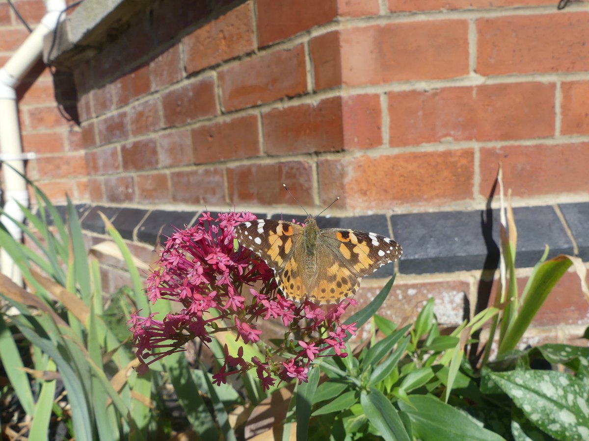 Front garden this morning a double Whammy , fly thru Hummingbird Hawkmoth , and more obliging Painted Lady  on Red Valerian