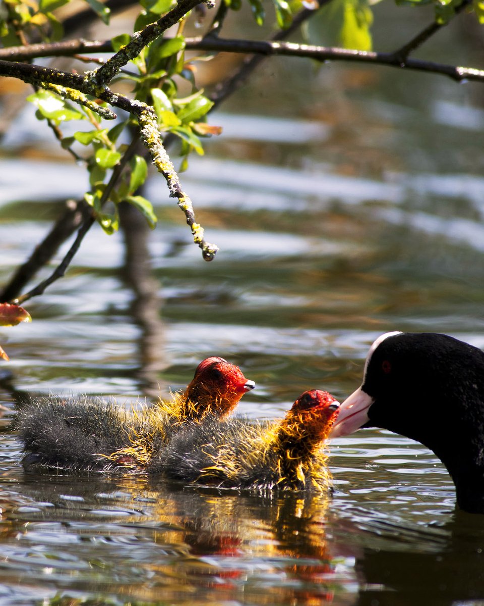💙 Ríos, arroyos, bosques… son algunos de los ambientes que encontrarás al pasear por los parques del Anillo Verde

💙 Ibaiak, errekak eta basoak Eraztun Berdeko parkeetan zehar paseatzean aurkituko dituzun inguruneak baino ez dira 🌱

📍 Anillo Verde, <a href="/TurismoVitoria/">Turismo Vitoria</a>