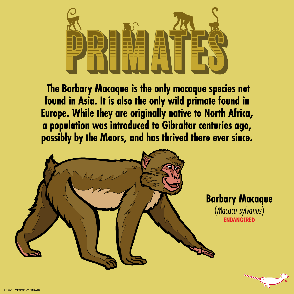 PepomintNarwhal's tweet photo. #Primates #BarbaryMacaque

Primates Kickstarter - Pledge Now!
https://t.co/FuxvBNDOpp

2026 Animal Holiday Calendar
Shop #PeppermintNarwhal
https://t.co/bQXxNGbEjD

Int'l Shoppers visit our Etsy store
https://t.co/CmXcejl4hv

#Macaque #Macaca #monkey #primate #mammal https://t.co/HVqb1u7rPq