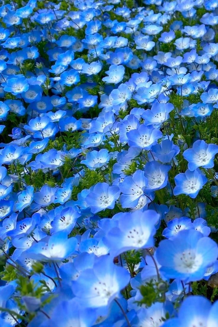 nemophila
