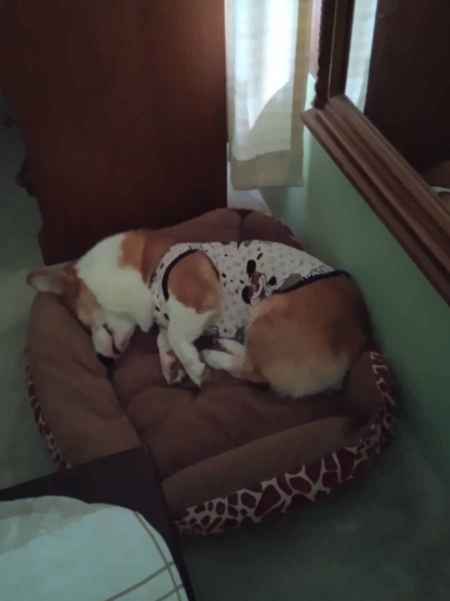 Do not disturb. #CorgiLover  #corgi