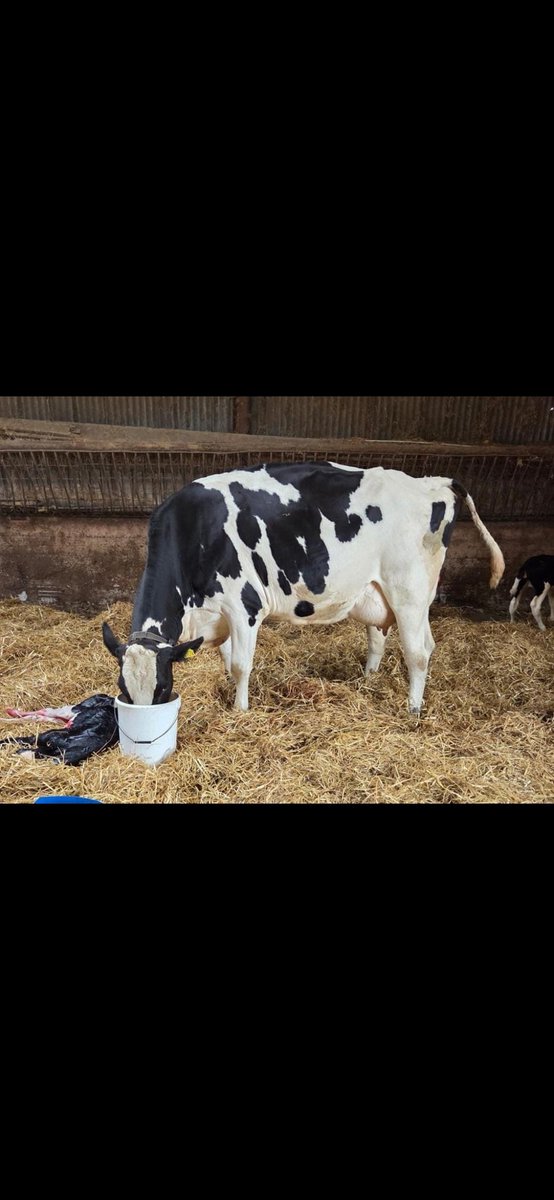 Knockmoules Holsteins tweet media