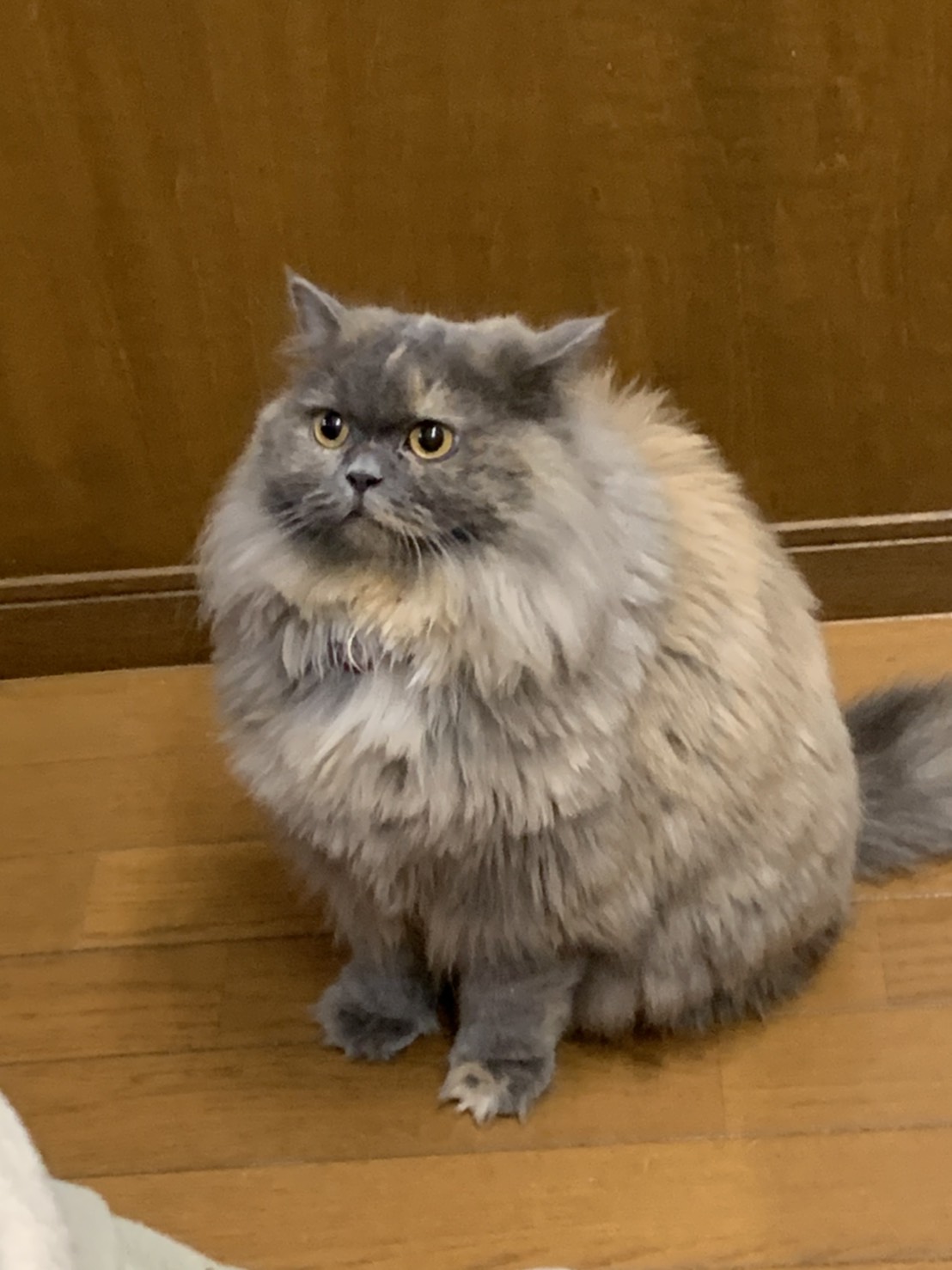 Pちゃん (@pchan_ny3) / X