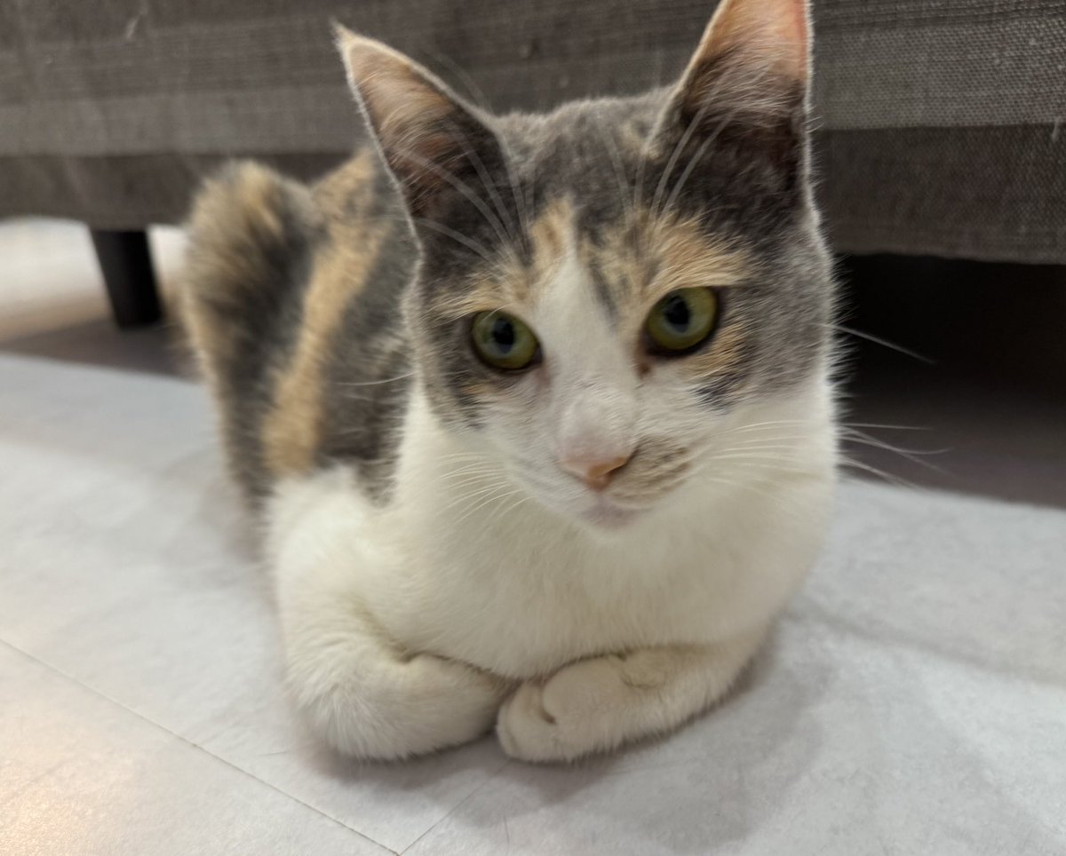 99kazmax's tweet photo. #猫のヘタクソ選手権
これを見た人はヘタクソな猫をあげる https://t.co/4XAY5Eqpew