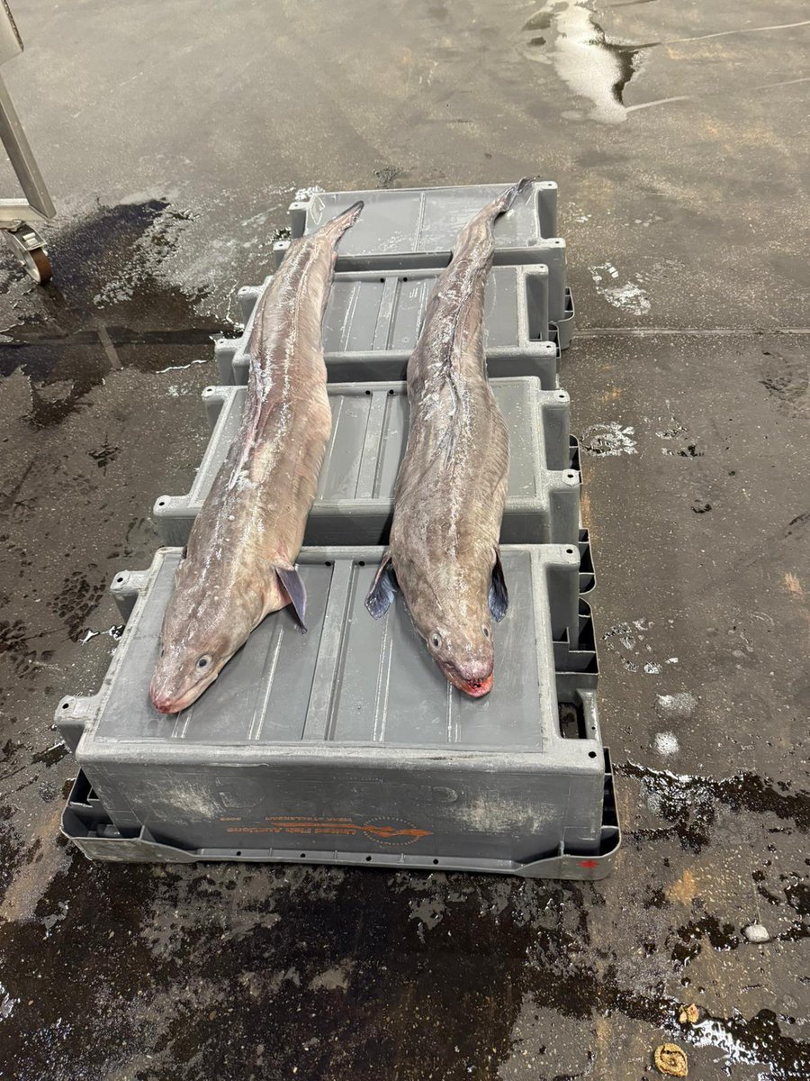 UFAveiling's tweet photo. 🐟 Congeraal gevangen in Stellendam!
Deze reus kan tot 3 meter &amp; 70 kilo worden 🤯
Zeldzaam op ons bord, maar een échte zeelegende! 🌊
#Congeraal #VangstVanDeDag #Stellendam https://t.co/eCNH1KqnRh