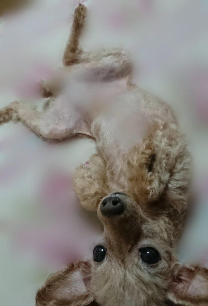 2014年9月(7歳)のココちゃん🩷
トリミングしてきた日🐶💕

#秘密結社老犬倶楽部天国支部