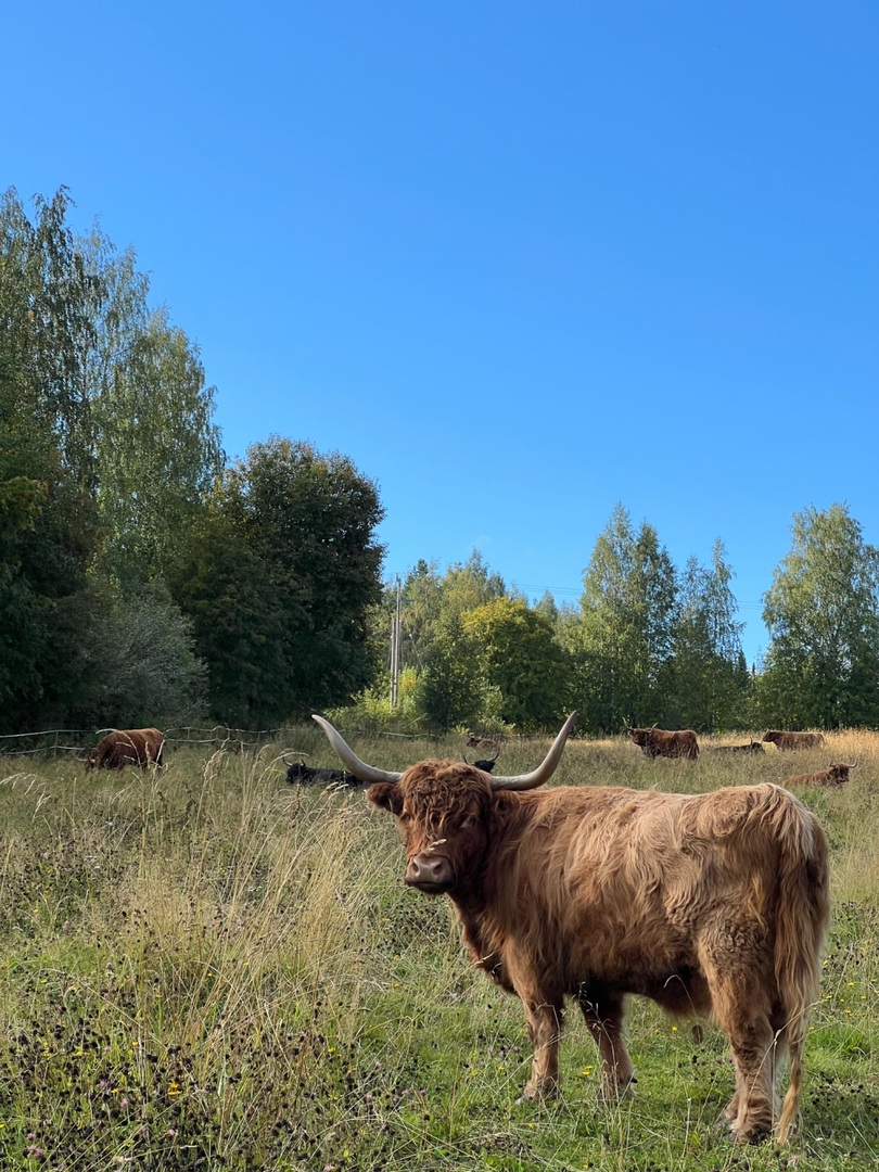 Highland Cattle of Saarela (@saarelahc) on Twitter photo Highland Cattle photo of the day Highland Cattle photo of the day