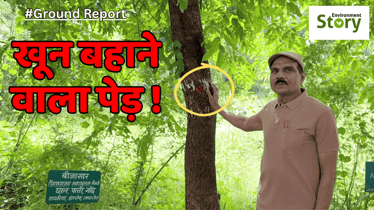 Enviro_Story's tweet photo. बीजासार : एक अद्भुत औषधीय पेड़ की कहानी

YouTube Link : https://t.co/5rNAldjD8X

#Vijaysaar #BloodwoodTree #IndianKinoTree #NatureConservation #Ayurveda #Biodiversity #Environment #Laljuice #NaturalMedicine #PlantTrees https://t.co/6NMAeDOTAg