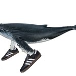 Photo by whalefact (@awhalefact)
