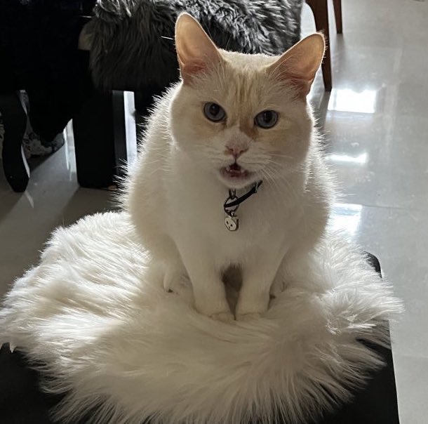 Me shoca qe loz metsas prenuncien Teotihuacán, con ashento, ze rize Teotihuacan,  con fuerza en el hua, carago 😡