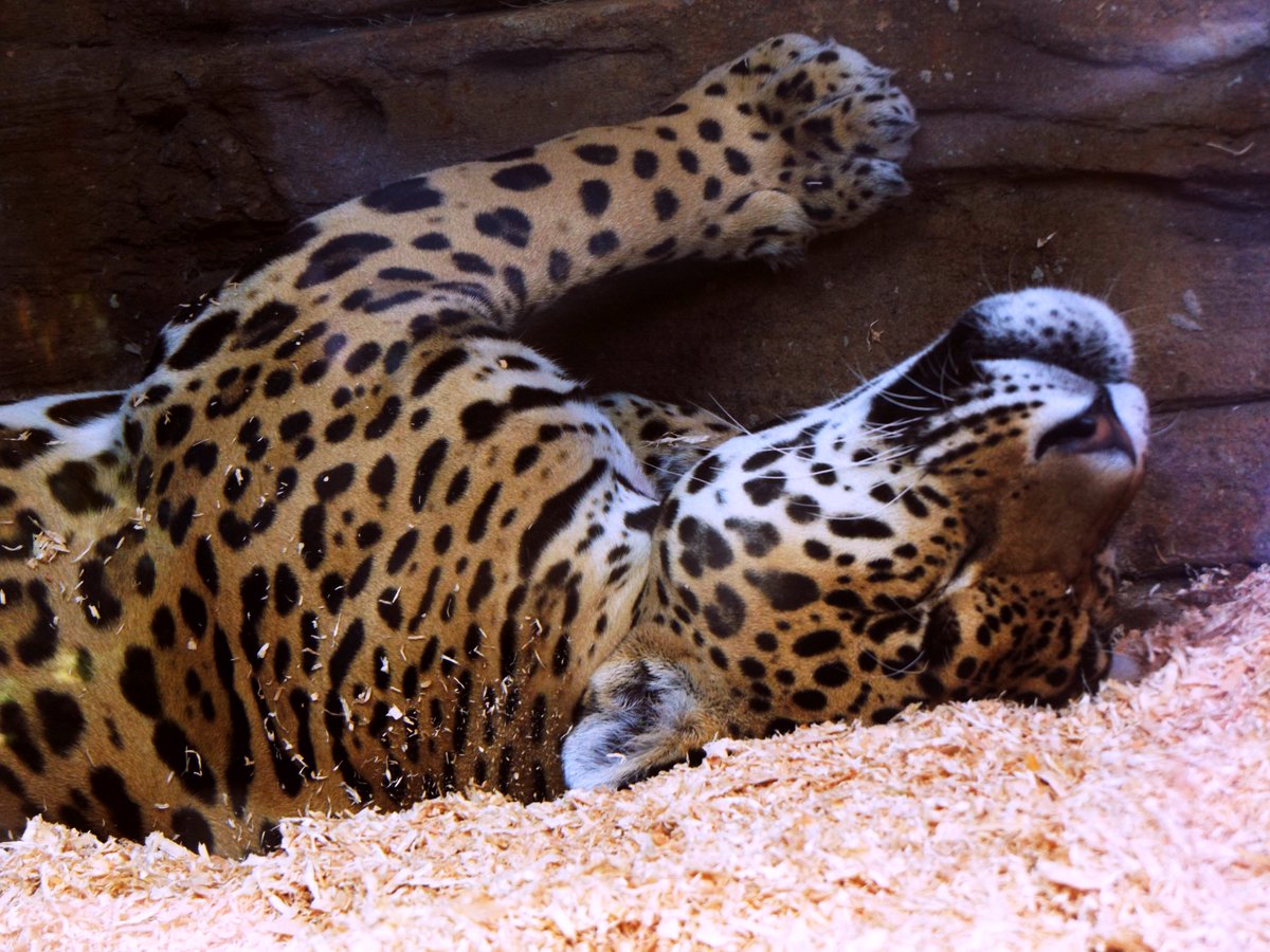roof_drunk's tweet photo. went to the zoo, it was a very sleepy morning https://t.co/zVmNCGsPIy