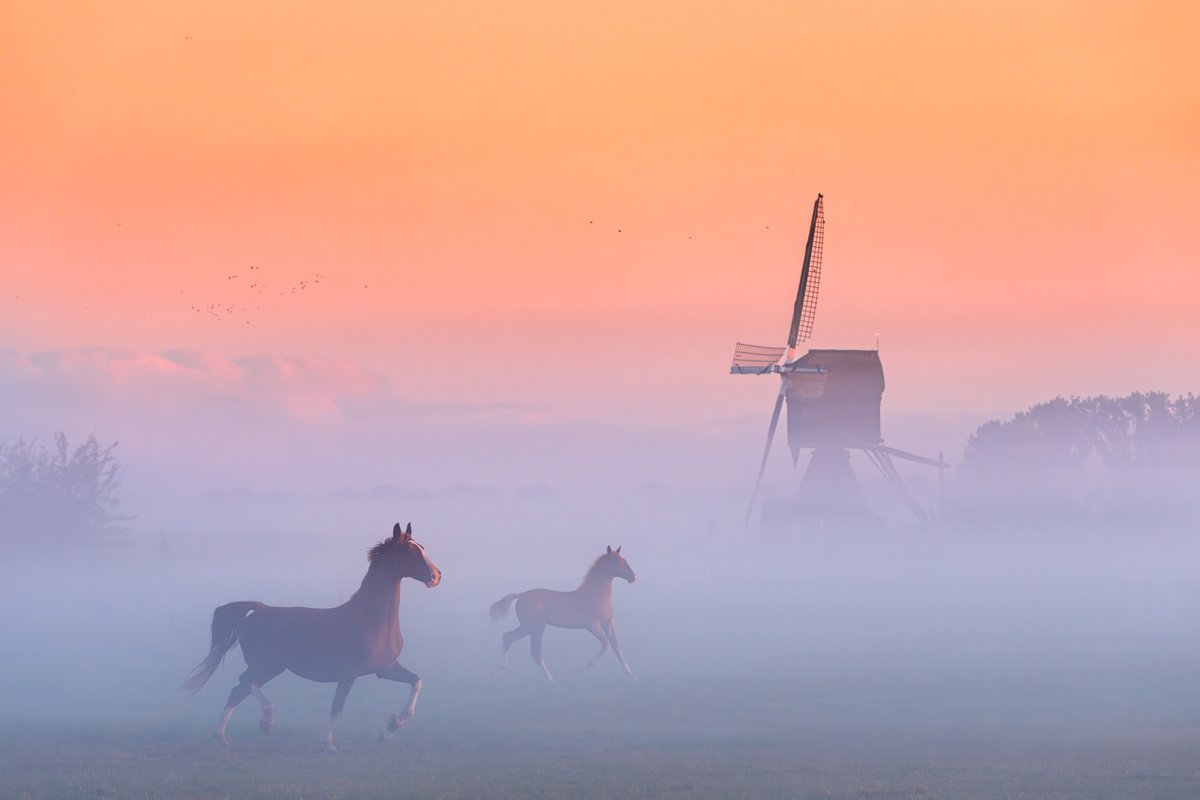 A beautiful morning last week in the Netherlands, the morning just after I returned from Greenland. Glad I woke up for this! Might be my favourite windmill photo this year :)